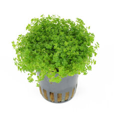Kubanisches Perlenkraut - Hemianthus callitrichoides Dennerle