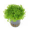 Kubanisches Perlenkraut - Hemianthus callitrichoides Dennerle