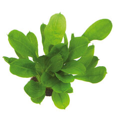 Samolus-Schwertpflanze Echinodorus grisebachii Tropica