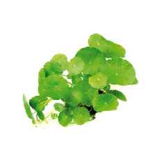 amerikanischer Wassernabel, Hutpilzpflanze - Hydrocotyle...