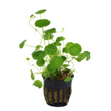 amerikanischer Wassernabel, Hutpilzpflanze - Hydrocotyle...