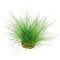 Nadelsimse - Eleocharis acicularis getopft