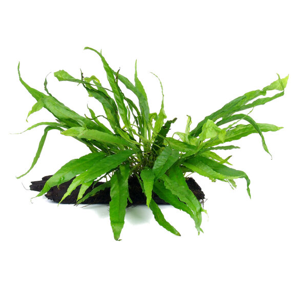 Microsorum pteropus auf Wurzel 008 YWS