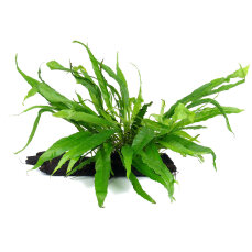 Microsorum pteropus auf Wurzel 008 YWS