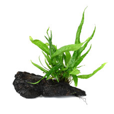 Microsorum pteropus auf Wurzel 008 YWS