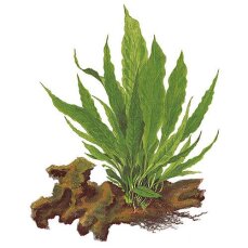 Microsorum pteropus auf Wurzel 008 YWS