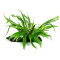 Microsorum pteropus auf Wurzel 008 YWS