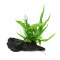 Microsorum pteropus auf Wurzel 008 YWS