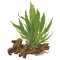 Microsorum pteropus auf Wurzel 008 YWS