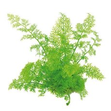 Sumatrafarn - Ceratopteris thalictroides getopft
