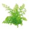 Sumatrafarn - Ceratopteris thalictroides getopft