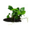 Zwergspeerblatt - Anubias barteri var. nana auf Wurzel