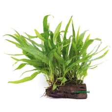 Javafarn - Microsorum pteropus auf Wurzel