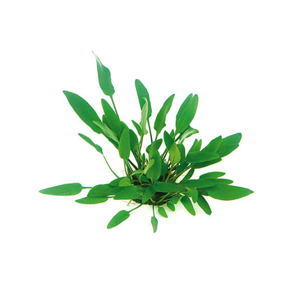 Willis Wasserkelch - Cryptocoryne xwillisii