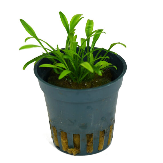 Zwergwasserkelch - Cryptocoryne parva getopft
