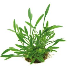 Zwergwasserkelch - Cryptocoryne parva getopft