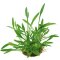 Zwergwasserkelch - Cryptocoryne parva getopft