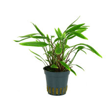 Glänzender Wasserkelch - Cryptocoryne lucens getopft