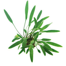 Glänzender Wasserkelch - Cryptocoryne lucens getopft