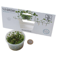 Marsilea hirsuta Kleefarn, algenfreie Laborpflanzen
