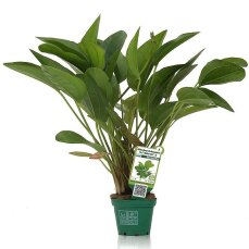 Echinodorus Dschungelstar Nr.2  Kleiner Bär XL Topfpflanze