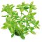 Indischer Wasserfreund - Hygrophila polysperma getopft