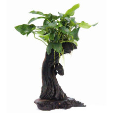 Ast mit Zwergspeerblatt Mbuna klein mit Anubias barteri...