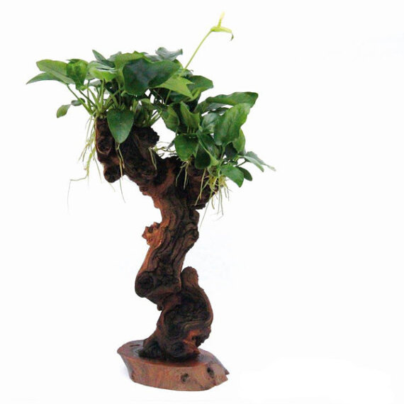 Ast mit Zwergspeerblatt Mbuna mittel mit Anubias barteri var. nana