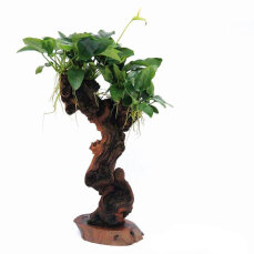 Ast mit Zwergspeerblatt Mbuna mittel mit Anubias barteri...