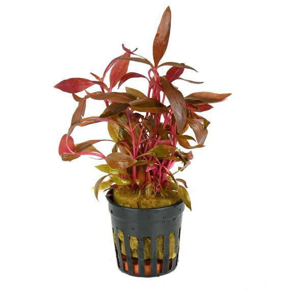 Alternanthera reineckii cardinalis, rotes Papageienblatt getopft
