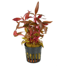 Alternanthera reineckii cardinalis, rotes Papageienblatt...