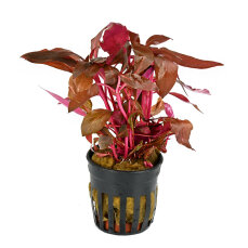 Alternanthera reineckii cardinalis, rotes Papageienblatt getopft