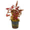 Alternanthera reineckii cardinalis, rotes Papageienblatt getopft