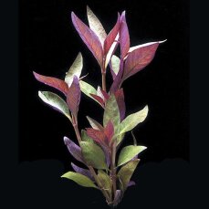Alternanthera lilacina - lilablättriges Papageienblatt - wuchsfreudig