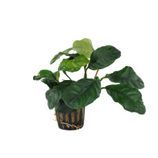 Anubias barteri var. coffeifolia - Kaffeeblättriges Speerblatt getopft