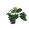Anubias barteri var. coffeifolia - Kaffeeblättriges Speerblatt getopft