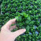 Anubias barteri var. nana mini‘ im 4cm Topf