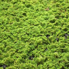 Azolla caroliniana, Moosfarn, Algenfarn, Feenmoos,...