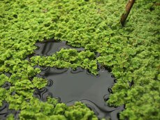 Azolla caroliniana, Moosfarn, Algenfarn, Feenmoos, Aquarium oder Palludarium