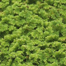 Azolla caroliniana, Moosfarn, Algenfarn, Feenmoos, Aquarium oder Palludarium