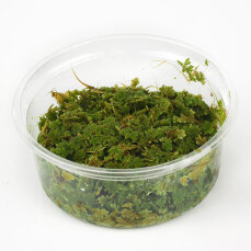 Azolla caroliniana, Moosfarn, Algenfarn, Feenmoos, Aquarium oder Palludarium