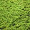 Azolla caroliniana, Moosfarn, Algenfarn, Feenmoos, Aquarium oder Palludarium