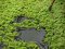 Azolla caroliniana, Moosfarn, Algenfarn, Feenmoos, Aquarium oder Palludarium