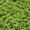 Azolla caroliniana, Moosfarn, Algenfarn, Feenmoos, Aquarium oder Palludarium