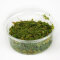Azolla caroliniana, Moosfarn, Algenfarn, Feenmoos, Aquarium oder Palludarium