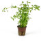 Bacopa monnieri (crenata), kleines Fettblatt