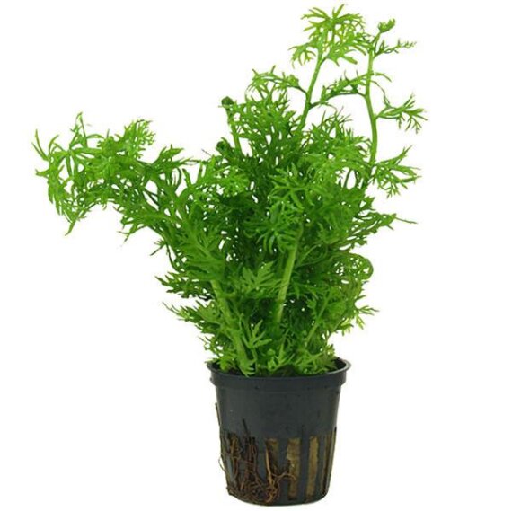 Ceratopteris thalictroides, Sumatrafarn getopft