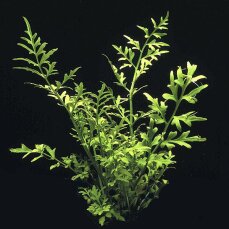 Ceratopteris thalictroides, Sumatrafarn getopft