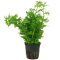 Ceratopteris thalictroides, Sumatrafarn getopft