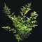 Ceratopteris thalictroides, Sumatrafarn getopft